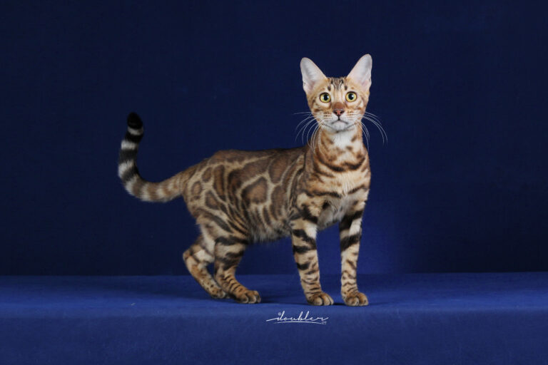 Bengal 01