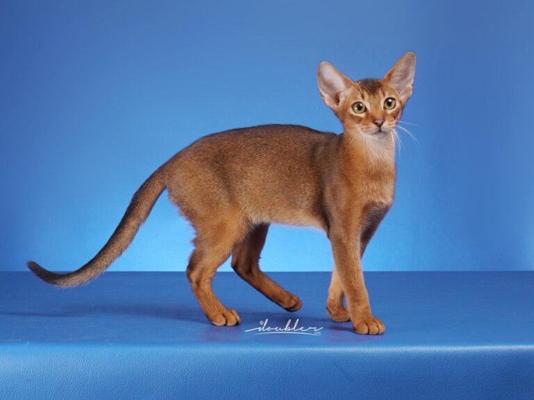 ID servian NICKOL of d88 Allana